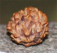Two mukhi 23- 16.5x14x12